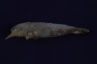 藏品(藍磯鶇)的圖片